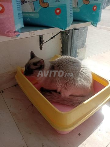 للتَبَنّي قط هملايا - 2