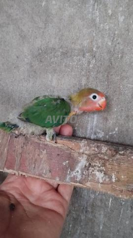 2 oiseaux Fischer - 2