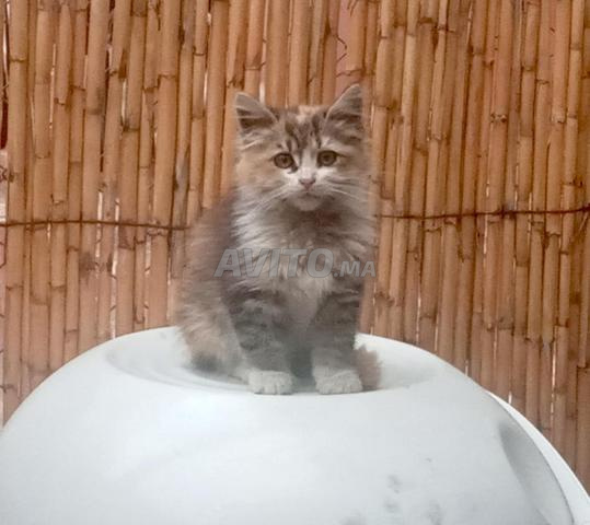 🐱 Chat Persan Américain - 2