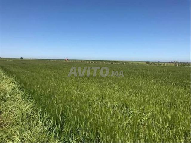 أرض فلاحية للبيع تيرس في عيون ماسي 4 هكتارات