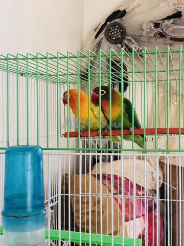 À vendre deux couples de Fischer - 2