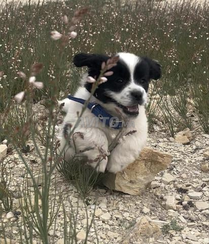 Caniche (bichon) - 2
