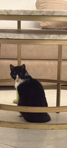 Chats à adopter - 2