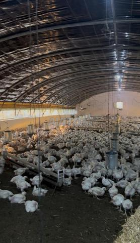 مزرعة للبيع بحوالي 4 هكتار مجهزة 🫒🍇🐓 - 2