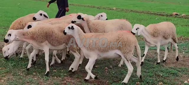 Annuelle Sardia Mliha à vendre