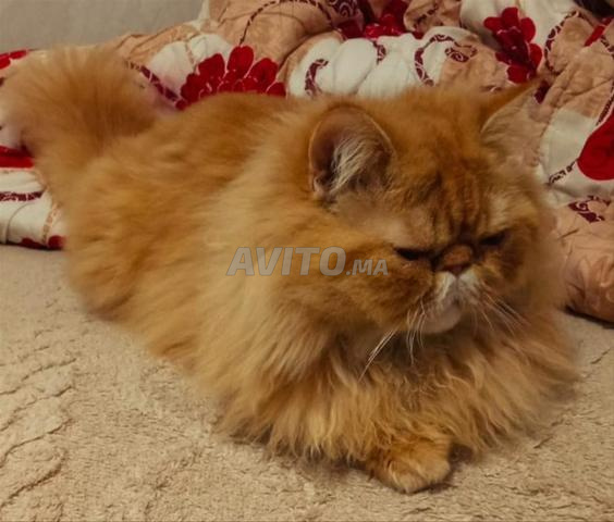 Chat d'un an, race Persan, prix très raisonnable - 2