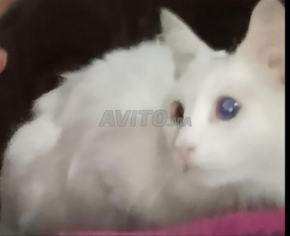 Chat 🐱 angora - 2