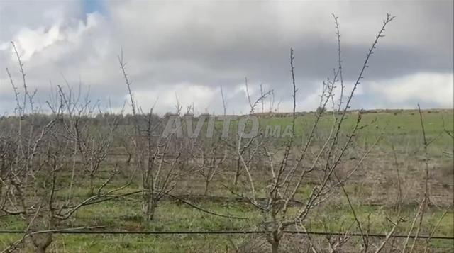 Ferme agricole à vendre excellente - 2