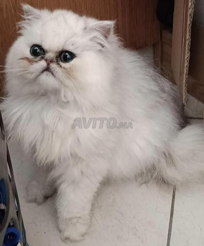Chat persan chinchilla - 2