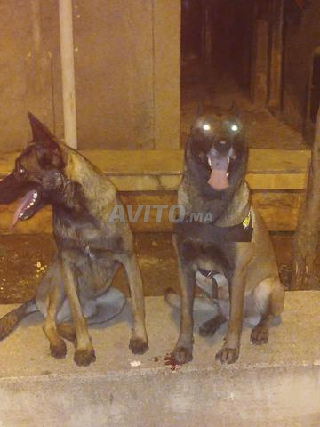 Yaacoub El Mansour - 2