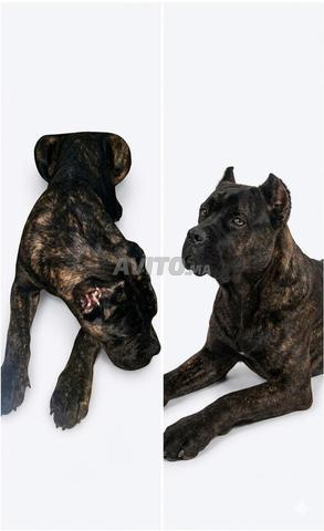 Cane Corso mâle - 2