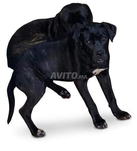 Femelle Cane Corso - 2