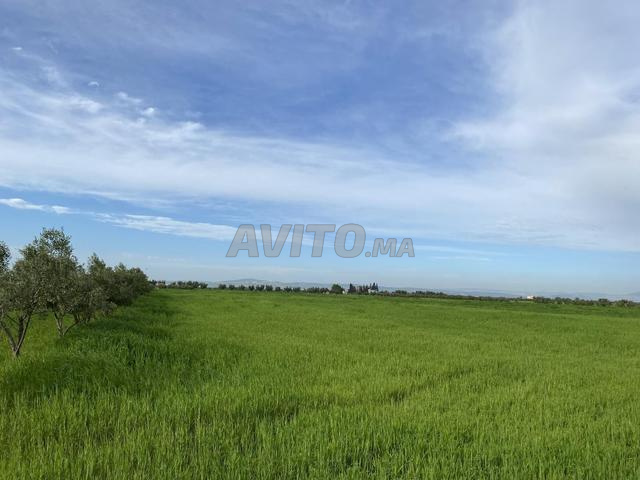 أرض فلاحية محفظة مع بئر وأشجار زيتون