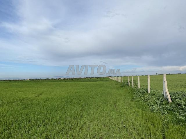 أرض فلاحية محفظة مع بئر وأشجار زيتون - 2