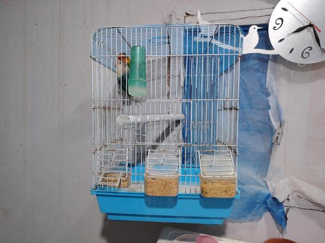 Couple inséparable avec cage - 2