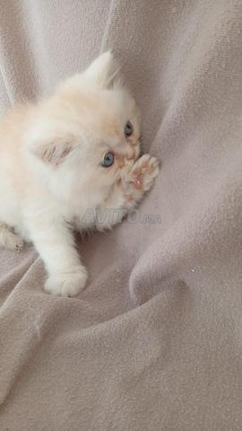 Chats en bonne santé - 2