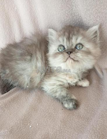 Chats en bonne santé