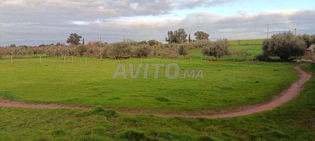 Terrain à vendre à Khemisset - 2