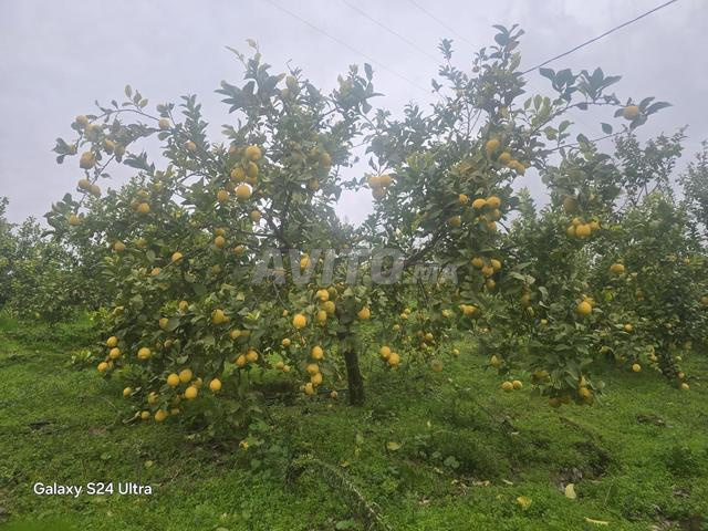 ليمون أربعة فصول - 2