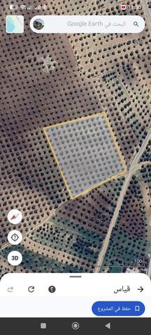 هكتار ونصف للبيع كله زيتون - 2