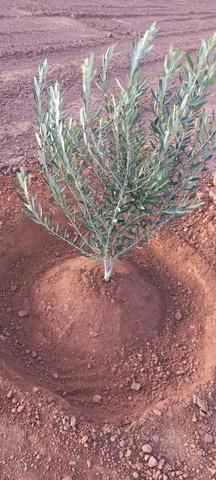 هكتار محفظ مسيج فيه الزيتون والبير الثمن 34 - 2