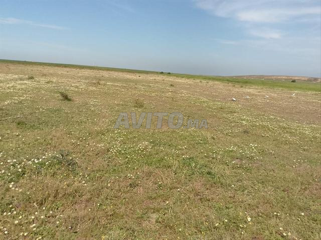 Terrain irrigué pour l'investissement agricole à vendre - 2