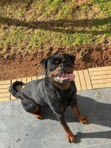 Rottweiler fils du Champion - 2