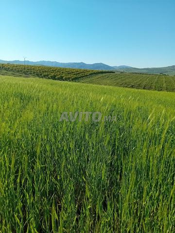 طریق حجریة . تاونات - 2