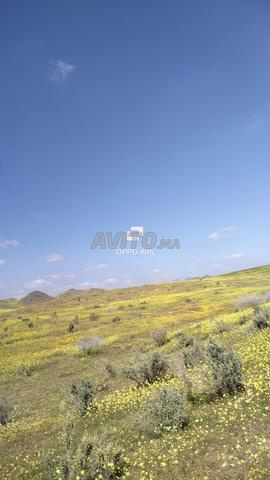 أرض للبيع 4 هكتار ملكية كاملة بـ 50 مليون