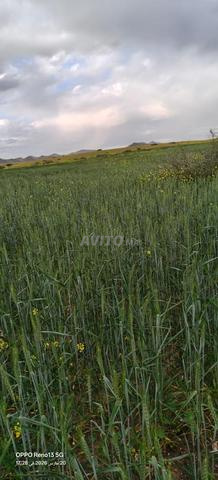 أرض مالكيا - 2