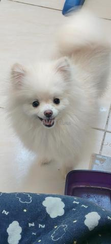 Chien Spitz Pomeranian femelle 9 mois - 2