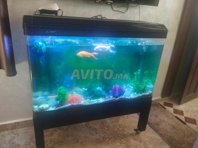 AQUARIUM MARQUE CAMRY - 2
