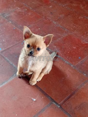 Chiot chihuahua mâle âgé de 3 mois 7 jours - 2