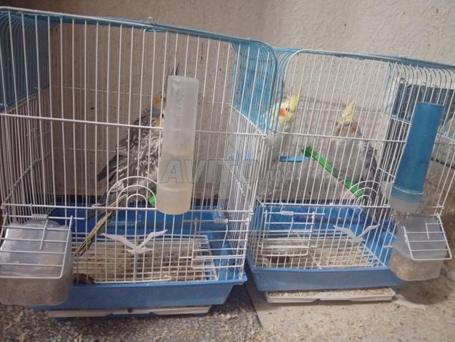 Calobssite couple - 2