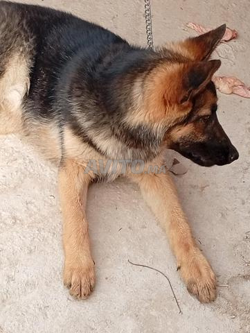 Femelle Berger Allemand - 2