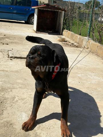 زوج روتويلر - 2