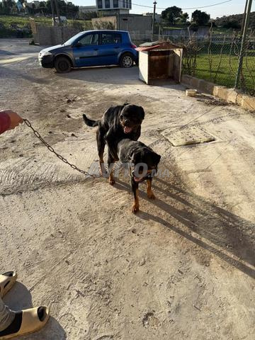 Couple de Rottweiler - 2