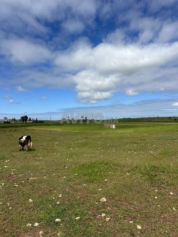 Nouveau terrain à vendre - 2