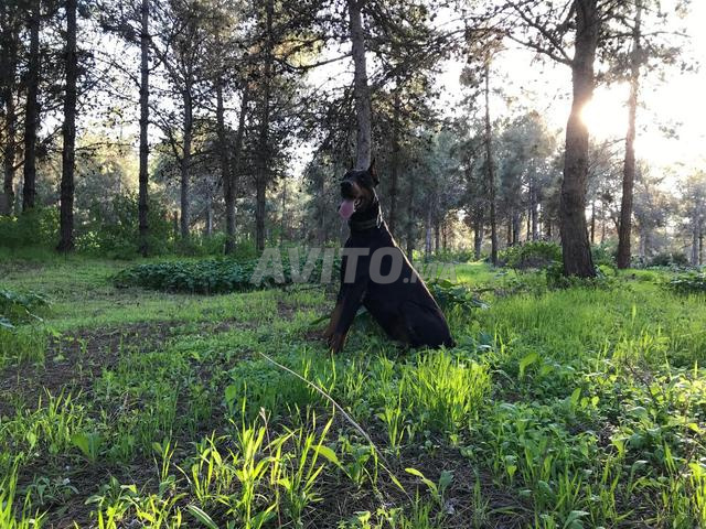Chien Doberman mâle - 2