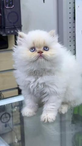 Femelle persan pure race - 2