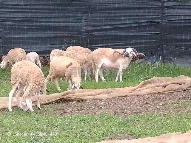 Vente de génisses de race pure, âgées de deux ans, et mères