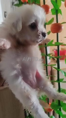 Bichon Maltais pure race - 2