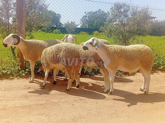 Mouton Sardi à vendre - 2