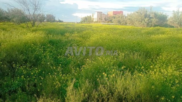 أرض وركي نواحي العطاوية على بعد 9 كم - 2