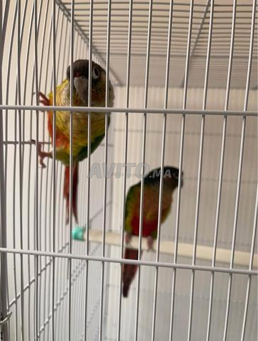 زوجان مولينا - 2