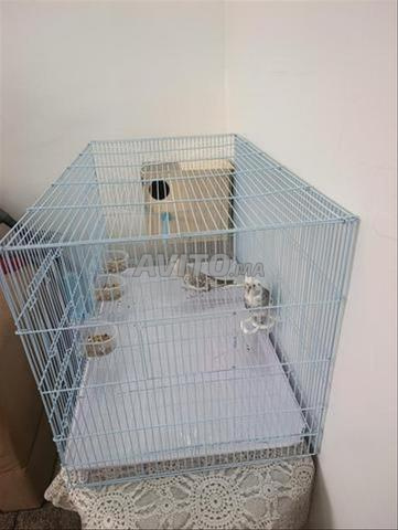 Couple de calopsittes sur le point de pondre - 2