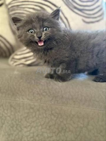 Bébé chat Russe Gris Bleu - 2