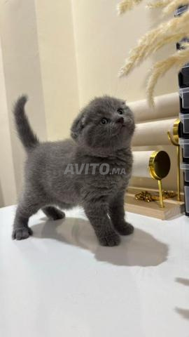 Scottish fold - 2