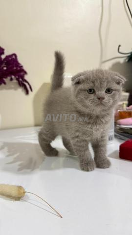 Scottish fold & straight - 2