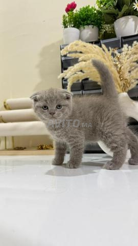 سكوتش فولد وستريت